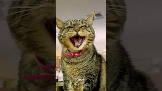 Penny is alive! #talkingcat