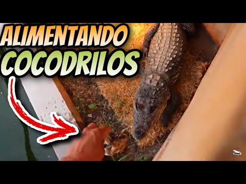 Así Son Mis Días En El Criadero De Reptiles!!!