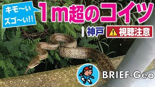 【BRIEF#26】1m超のコイツ｜神戸 ⚠️視聴注意 《爬虫類》