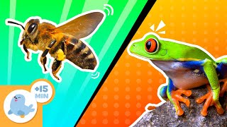 PEQUENOS, mas SURPREENDENTES 🦋 ANIMAIS para crianças