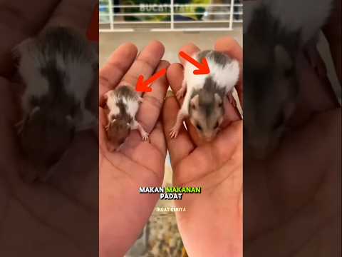 Pria Ini Menyelamatkan Bayi Hamster Yang Ditolak #shorts
