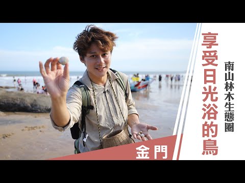 台灣金門：南山林木生態圈 享受日光浴的鳥