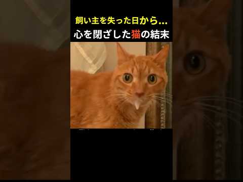 飼い主を失い3か月動かなかった猫が…再び生きる理由を見つけた日【感動実話】 #猫 #保護猫 #感動実話