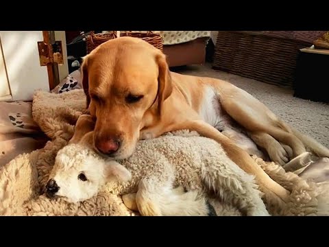 Orphaned Lamb Wasn’t Accepted by the Herd—But a Dog Stepped In