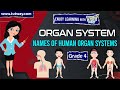Human Body Systems and Functions
