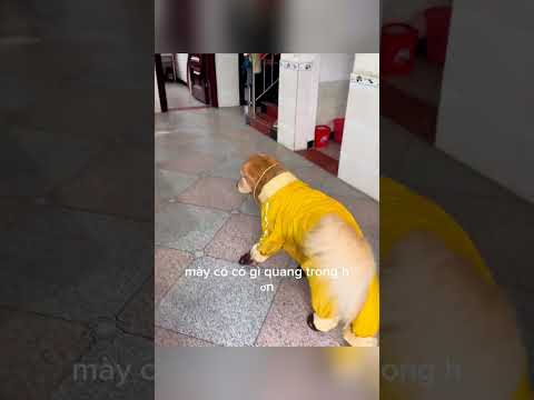 Tới Công Chuyện Nữa Rồi #shortvideo #funny #dog #tomorrow