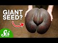 Seed Germination and Dispersal Concepts