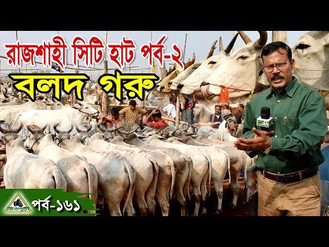 Krishi161কৃষিচিত্র/সর্ববৃহৎগরুর হাট, রাজশাহী সিটি হাট।Country's largest cattle market, Rajshahi