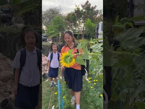พี่ข้าวตัดทานตะวันไปเล่น #funny #love #cute #garden