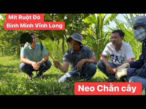 Được Huy Miền Tây giới thiệu vườn Mít Ruột Đỏ ở Bình Minh Vĩnh Long chia sẻ sản phẩm Neo Chằn Cây