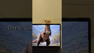 Dinosauurrr🦖