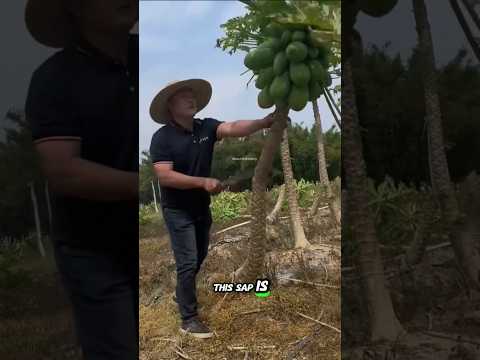 Why are the Chinese cutting down papaya-laden trees?😲