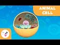 Animal Cell Structure and Functions