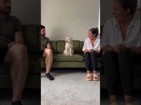 Asking My NEEDY Mini Husky Who He Loves More