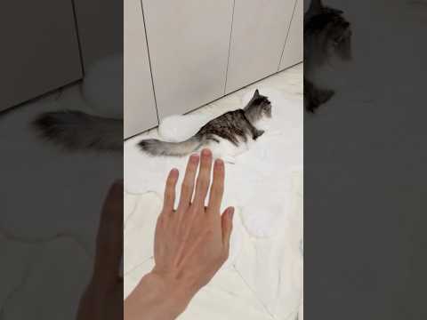 My cat's revenge for Mosquito prank #cat #prank #shorts