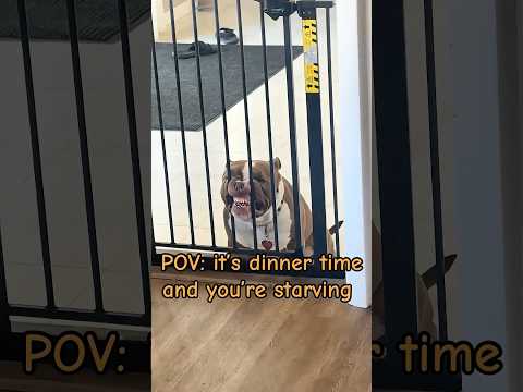 Confusing behavior of dog 😂🤣🐶 #dog #fyp #foryou #dogsoftiktok #funnyvideos #pet #tiktok #funnydog