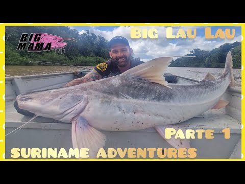 I Pesci Gatto giganti del Suriname in amazzonia - parte 1 by Yuri Grisendi