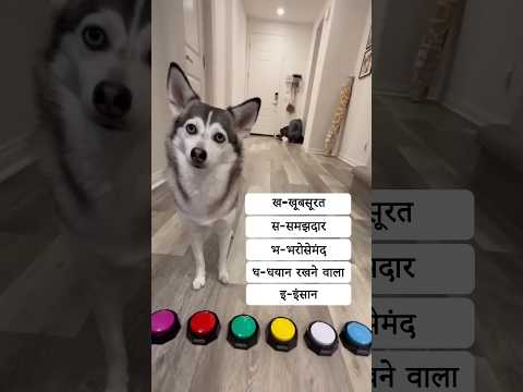Sapphie the pomsky describes her brother | सैफी द पोम्स्की अपने भाई का वर्णन करते हुए |#shorts #dog