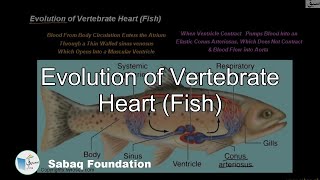 Evolution of Vertebrate Heart (Fish)