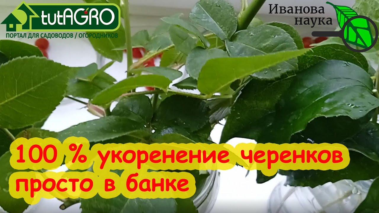 100 % укоренение черенков роз прямо в банке. 3 секрета крепких черенков. Размножайте розы сами!