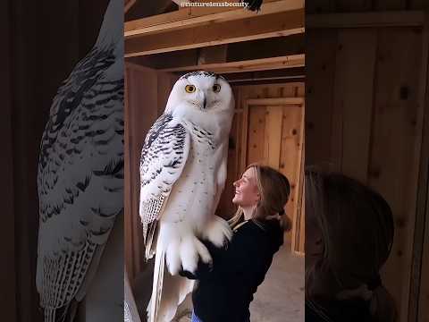 Owl vs Hawk: Battle of the Skies!