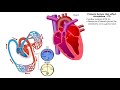 Cardiovascular System Concepts