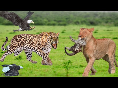 Dangerous Confrontation: Leopards Hunt Falcons, Lions Take Advantage Of The Opportunity To Cach Cub