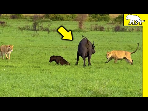 “Búfalos vs Leones: Una Lucha Salvaje por la Supervivencia”