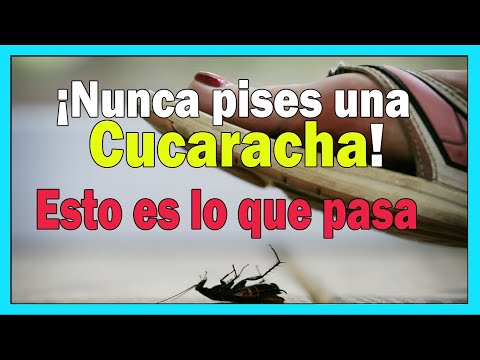 ¡Nunca pises una cucaracha! Esto es lo que pasa