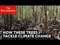 Mangrove Conservation and Climate Change