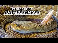 Rattlesnake Behavior and Characteristics