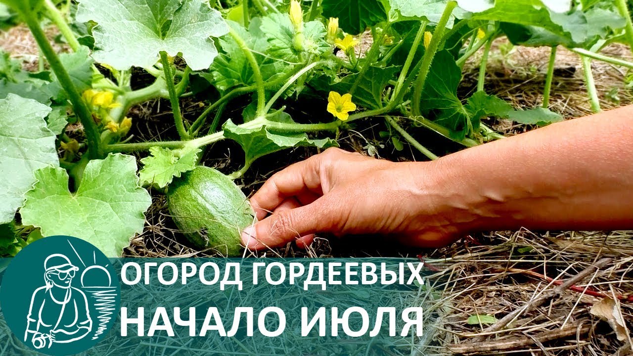 Огород гордеевых в июле летняя экскурсия по приусадебному участку