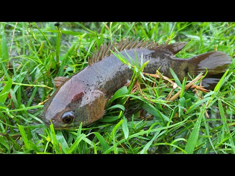 Climbing Perch Fish & Catfish Catch in Rain:  Hidden Technique to Catching MORE Fish in Rainy Days