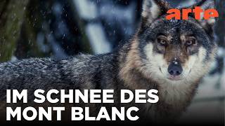 Versteckt im Schnee des Mont Blanc | Beachtliche Stätten und ihre wilden Nachbarn | ARTE Fernweh