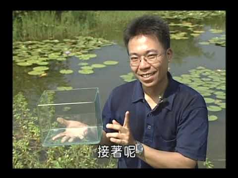 調查水域環境(配合2-1 p.30-31) - YouTube