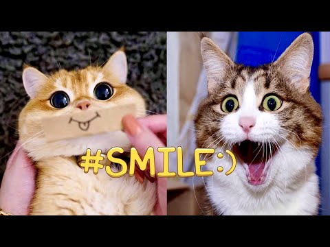 ПРИКОЛЫ С ЖИВОТНЫМИ ( часть 4 )