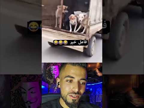 فاعل خير يفرح الكلاب الضالة بإنزالهم 😅🐕‍🦺
