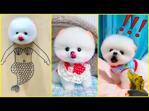 The Cutest Mini Pomeranians in the World 😍 Chó Phốc Sóc Mini Dễ Thương Nhất Thế Giới 🐾 #605