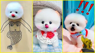 The Cutest Mini Pomeranians in the World 😍 Chó Phốc Sóc Mini Dễ Thương Nhất Thế Giới 🐾 #605