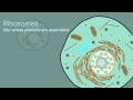 Cell Structure and Function Concepts