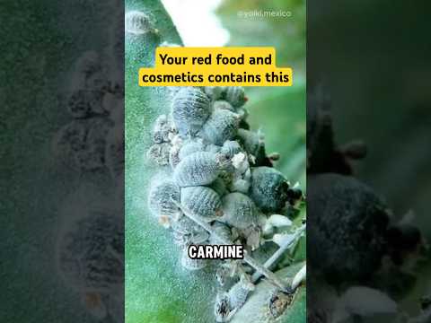 Your red food and cosmetics probably use this bug #nature #carmine