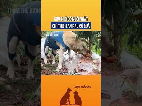 Chú chó chỉ thích ăn rau củ quả đặc biệt là món khoai lang nướng
