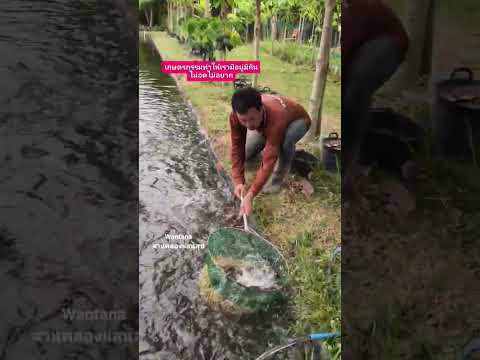 คลังอาหารที่ยั่งยืน #เลี้ยงปลาในคลองไส้ไก่ #คลองไส้ไก่ #วิถีพอเพียง #canal #nature #fish #garden