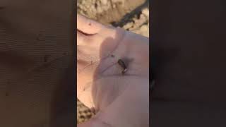 sunflower 🌻 sowing method