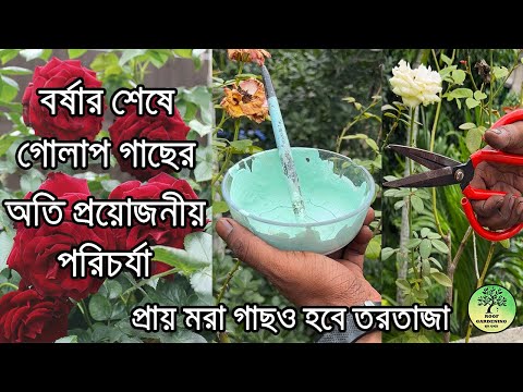 বর্ষার শেষে গোলাপের অতি প্রয়োজনীয় পরিচর্যা / Rose care in monsoon