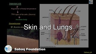 Skin and Lungs