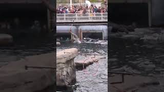 Robbenshow im Erlebnis Zoo Hannover #hannover #robben #zoophotography #zoo #deutschland #trend #2024