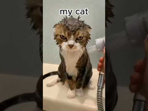My friends cat vs My cat