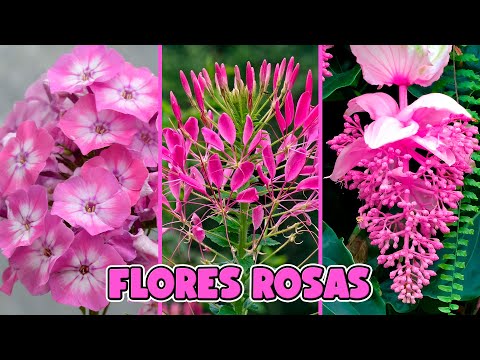 10 BELLAS FLORES ROSAS para DECORAR EL HOGAR