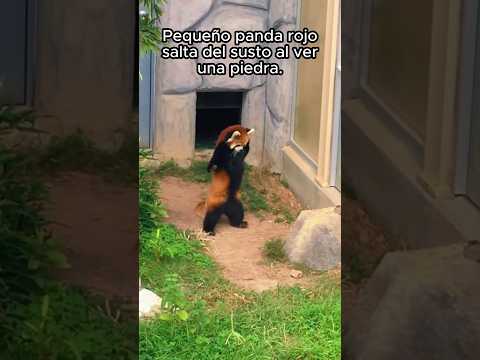 Animales merecen amor ❤️ #animales #mascotas #naturaleza